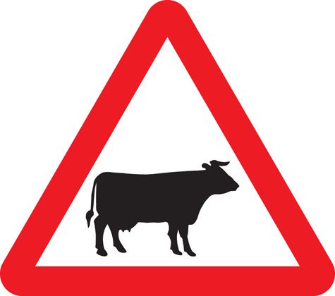 Cattle Farm Animals